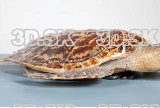 Turtle shield photo reference 0048